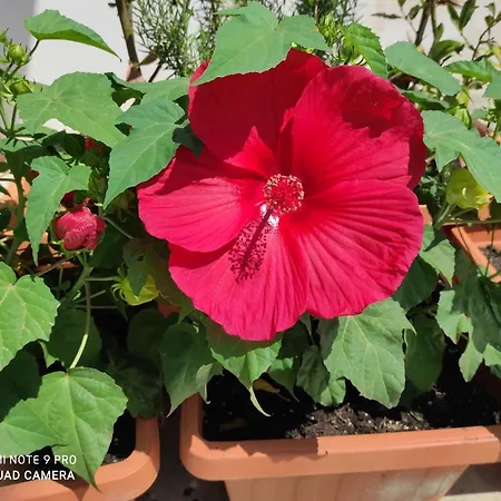 Penzion Coccinella Sabaudia