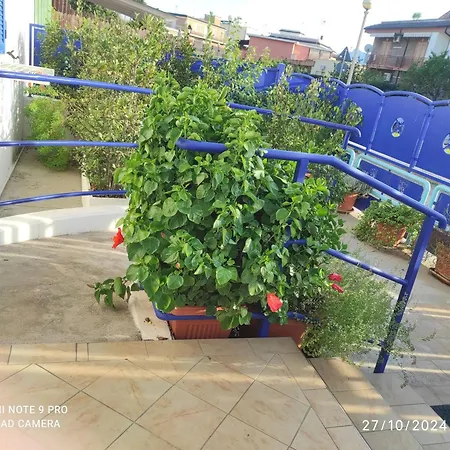 Coccinella 3*