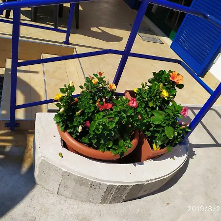 Coccinella